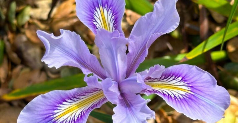 15 Plants That Love Rainy Summers (And 5 That Don’t Stand a Chance)