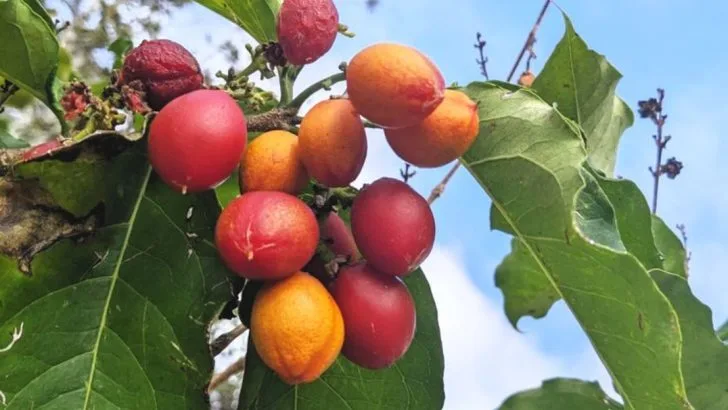 15 Plants That Naturally Smell Like Food (Without Being Edible)