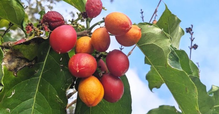 15 Plants That Naturally Smell Like Food (Without Being Edible)