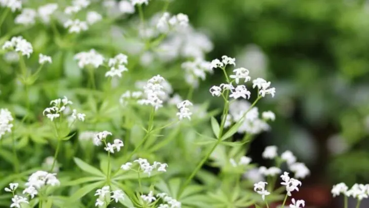 15 Plants That Thrive in Neglected Corners of Your Garden