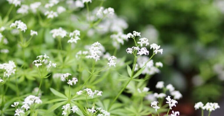 15 Plants That Thrive in Neglected Corners of Your Garden