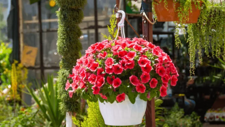 15 Plants That Turn Patios and Terraces Into Summer Escapes