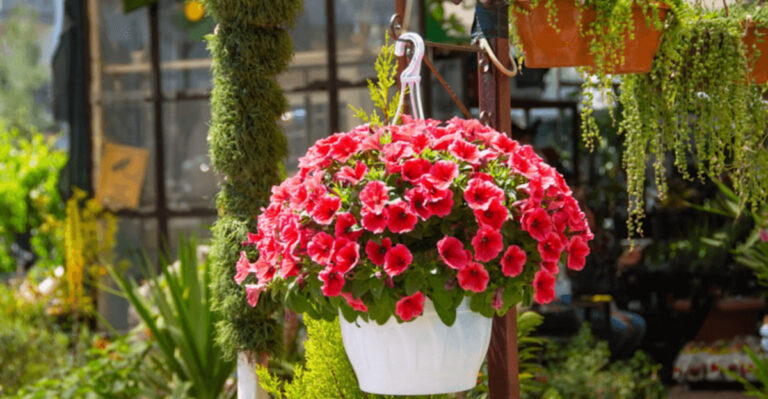 15 Plants That Turn Patios and Terraces Into Summer Escapes
