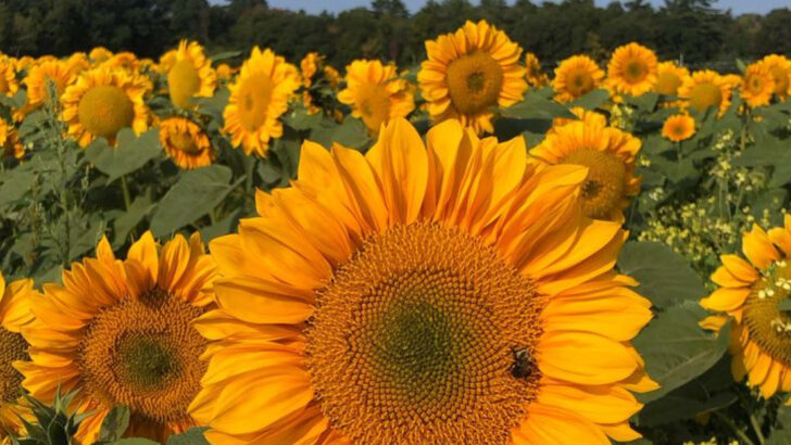 15 Pretty Garden Flowers That Actually Attract Aphids