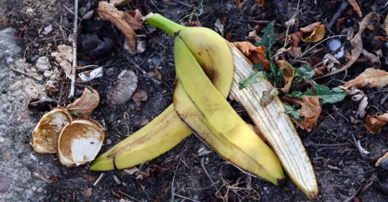 15 Secret Gardening Tricks Passed Down by Grandparents That Still Work Today