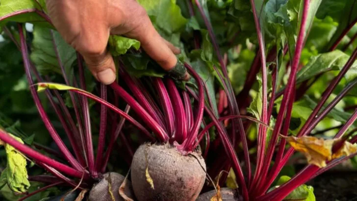 15 Shade-Tolerant Veggies That Actually Prefer to Avoid the Sun