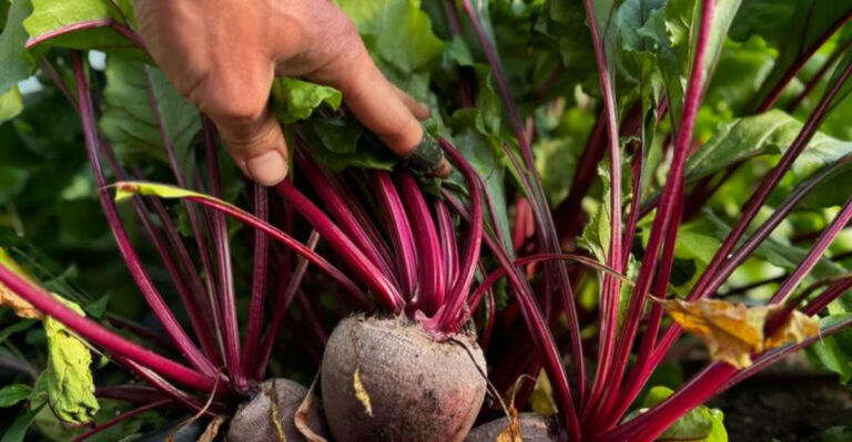 15 Shade-Tolerant Veggies That Actually Prefer to Avoid the Sun