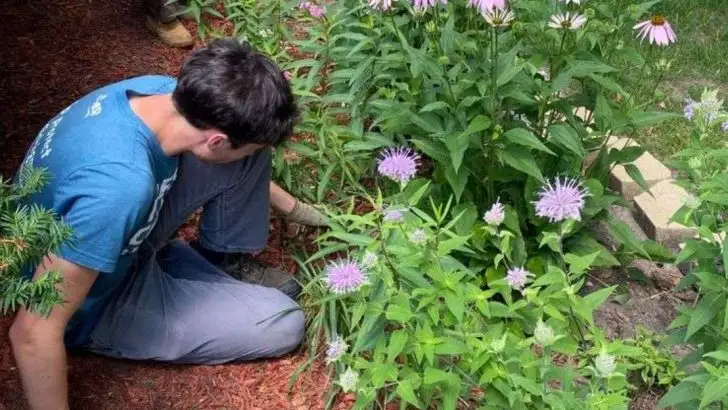 15 Simple Garden Jobs That Make You Look Like a Pro