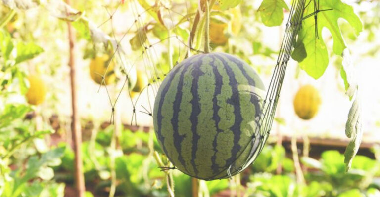 15 Summer Fruits You Can Grow in Pots and Pick Before September