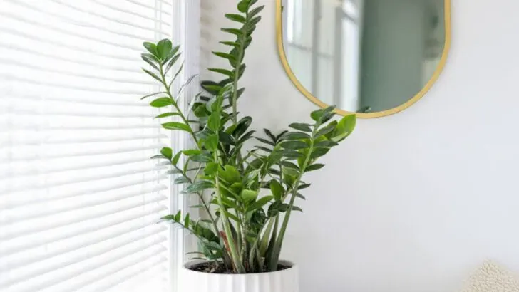15 Summer Houseplants That Make Any Room Feel Cooler Instantly