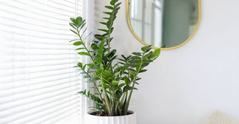 15 Summer Houseplants That Make Any Room Feel Cooler Instantly