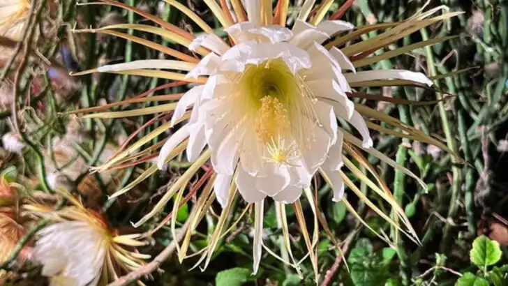 15 Summer Plants That Smell Stronger at Night (And Why You’ll Love Them)