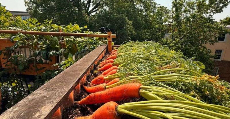15 Summer Vegetables You Can Grow in Pots on a Balcony