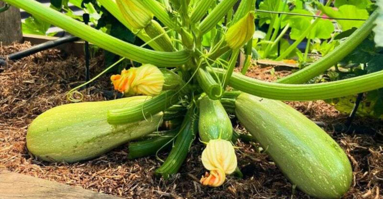 15 Summer Veggies That Get Sweeter the Hotter It Gets