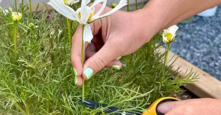 15 Things to Do in the Garden Before July for Healthier Plants All Summer