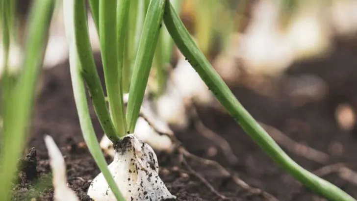 15 Things to Plant Now That Will Surprise You in September