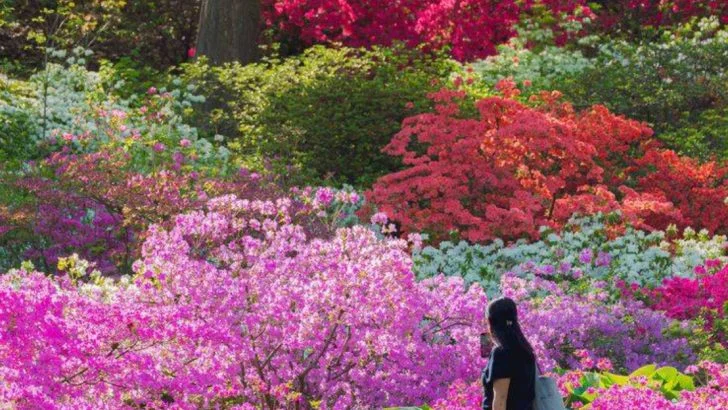 15 Timeless Shrubs That Make Any Garden Feel Grown-Up