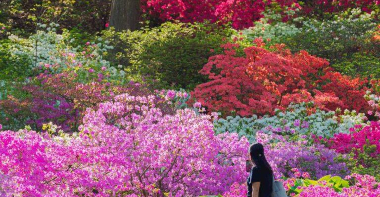 15 Timeless Shrubs That Make Any Garden Feel Grown-Up