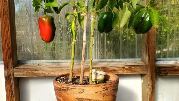 15 Vegetables That Thrive in Pots (Even on Tiny Balconies)