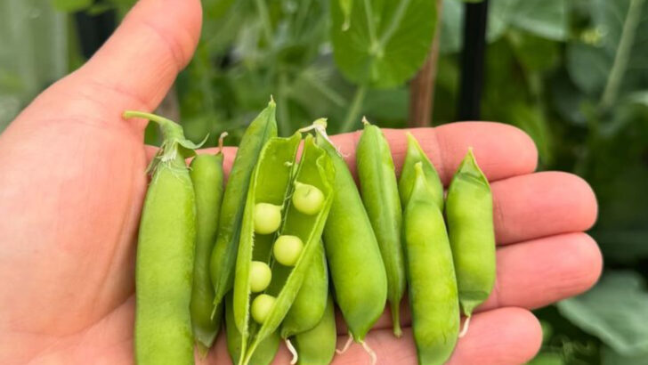 15 Vegetables You’ve Been Planting Wrong This Whole Time