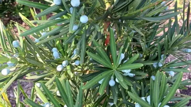 15 Vibrant Plants That Stay Green All Year Long (Even in Winter)