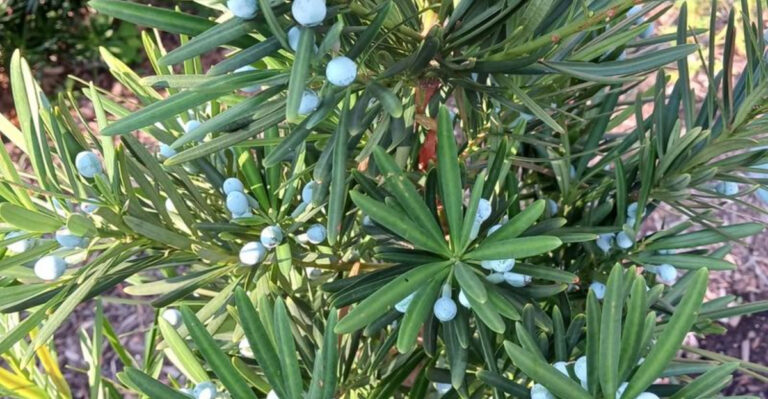 15 Vibrant Plants That Stay Green All Year Long (Even in Winter)