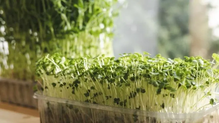 15 Ways to Grow Food Without Digging a Single Hole