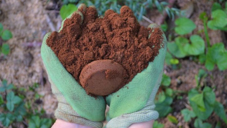 15 Ways to Use What You Already Have for a Better Garden This Weekend