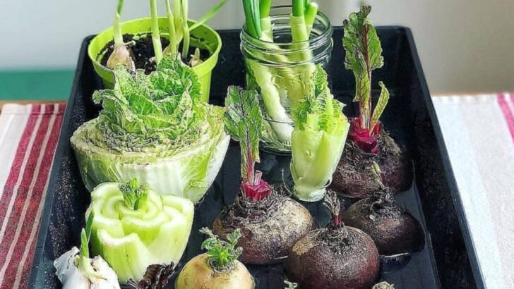 15 Weird Ways to Grow Plants from Scraps (That Actually Work)