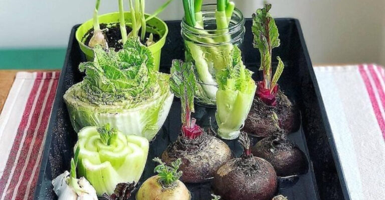 15 Weird Ways to Grow Plants from Scraps (That Actually Work)