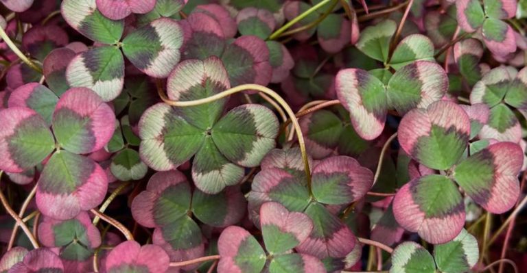 15 Wild Plants That Grow in Cracks—and What They’re Trying to Tell You