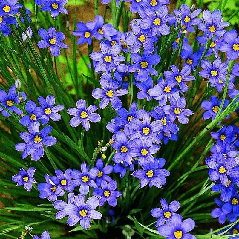 Blue-eyed Grass