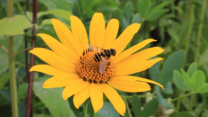 16 Native June Bloomers You’ve Probably Overlooked (But Shouldn’t!)
