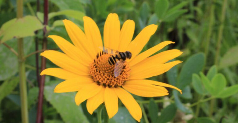 16 Native June Bloomers You’ve Probably Overlooked (But Shouldn’t!)
