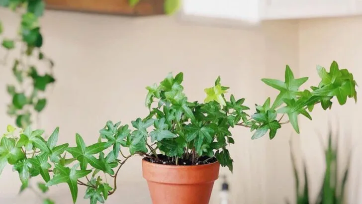 16 Air-Purifying Plants That Also Look Like Living Sculptures