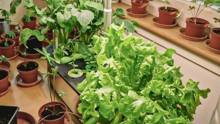 16 Balcony Edibles You Can Harvest All Summer Long