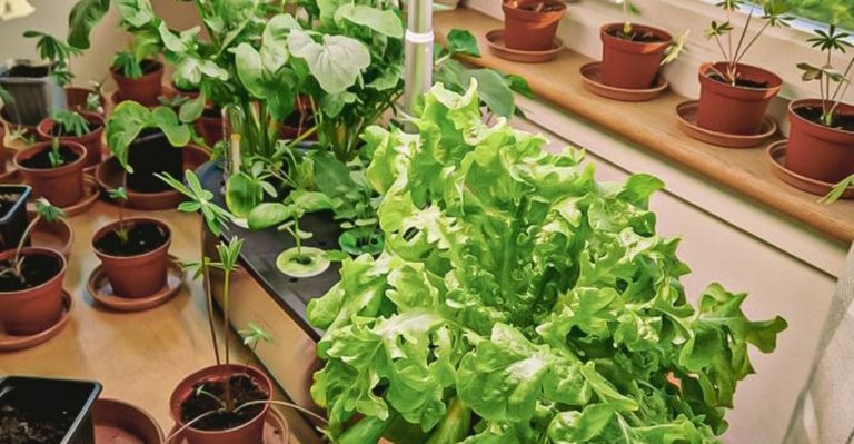 16 Balcony Edibles You Can Harvest All Summer Long