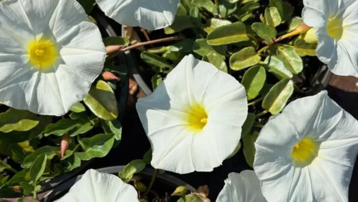 16 Common Plants That Attract Trouble (And 4 That Keep It Away)