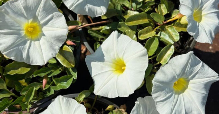 16 Common Plants That Attract Trouble (And 4 That Keep It Away)