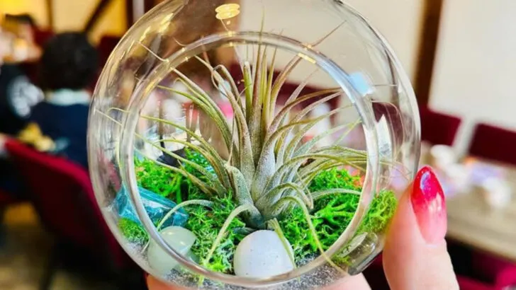 16 DIY Terrarium Ideas for Instant Indoor Zen