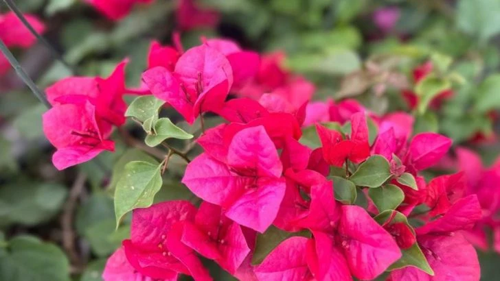 16 Drought-Tolerant Shrubs That Add Structure and Color