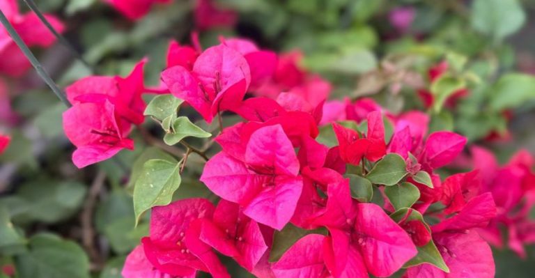 16 Drought-Tolerant Shrubs That Add Structure and Color