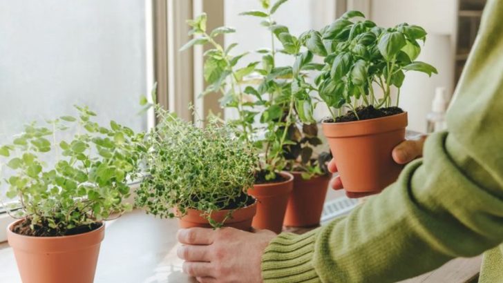16 Edible Herbs That Thrive in Pots on Your Windowsill