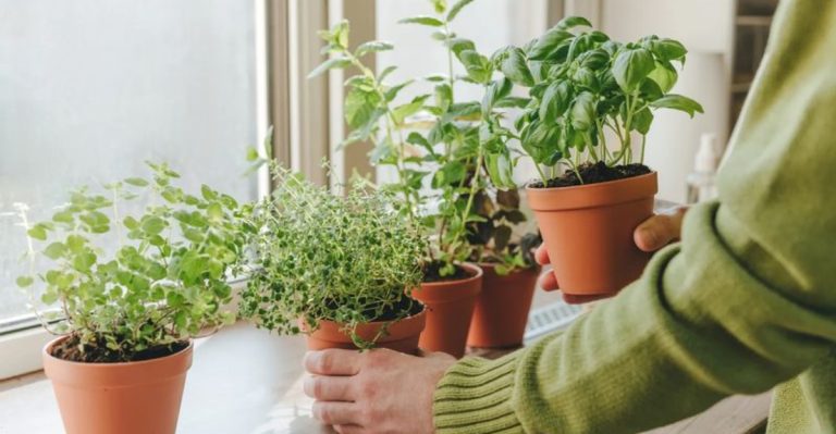16 Edible Herbs That Thrive in Pots on Your Windowsill