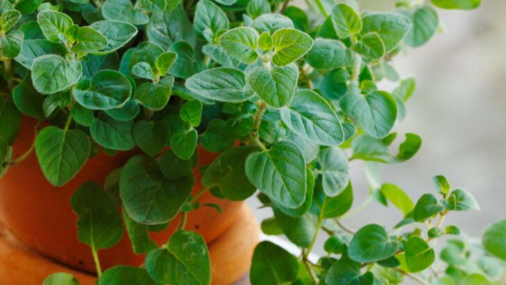 16 Edible Plants You Can Grow Without a Garden