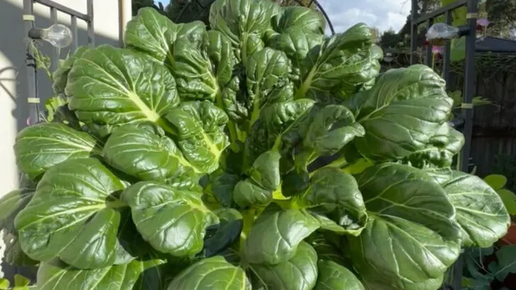16 Fast-Growing Greens You Can Still Plant This Month for a Fall Harvest