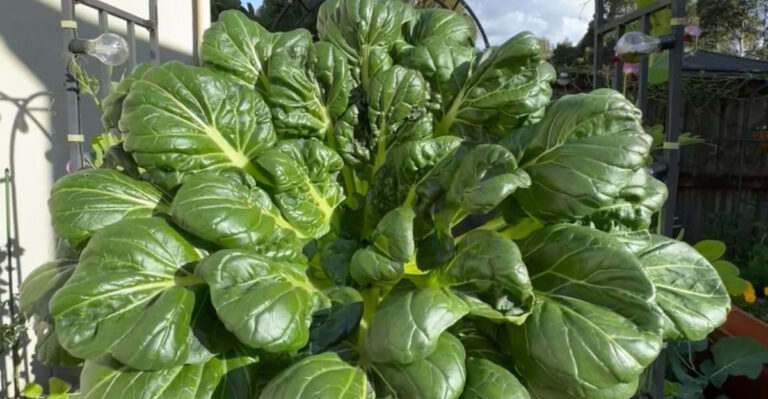 16 Fast-Growing Greens You Can Still Plant This Month for a Fall Harvest