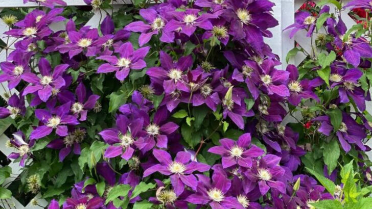 16 Fast-Growing Plants That Fill Space and Steal It From Others