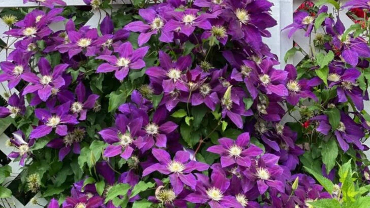 16 Fast-Growing Plants That Fill Space and Steal It From Others