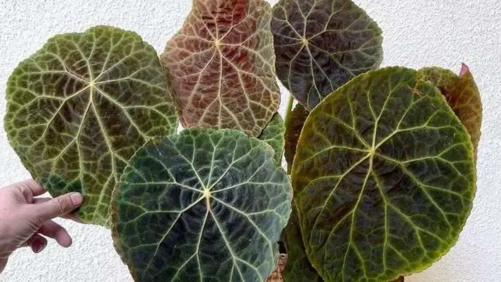 16 Flower Varieties You Can Grow in Just Water (No Soil Needed)